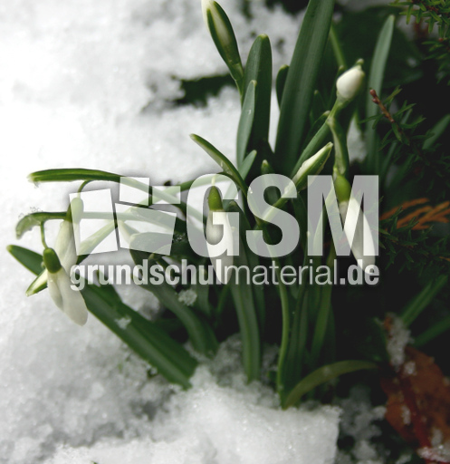 Schneeglöckchen 005.jpg